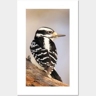 Hairy Woodpecker, bird, North American Bird, Songbird, Backyard Bird Posters and Art